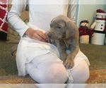 Small Photo #2 Weimaraner Puppy For Sale in WILLOWS, CA, USA