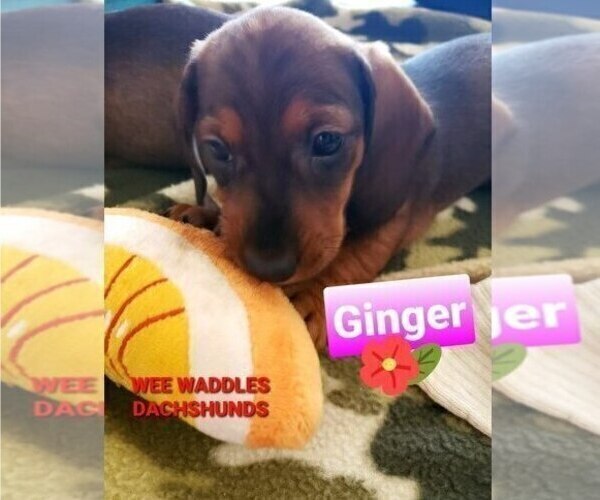 Medium Photo #5 Dachshund Puppy For Sale in WALLACE, CA, USA