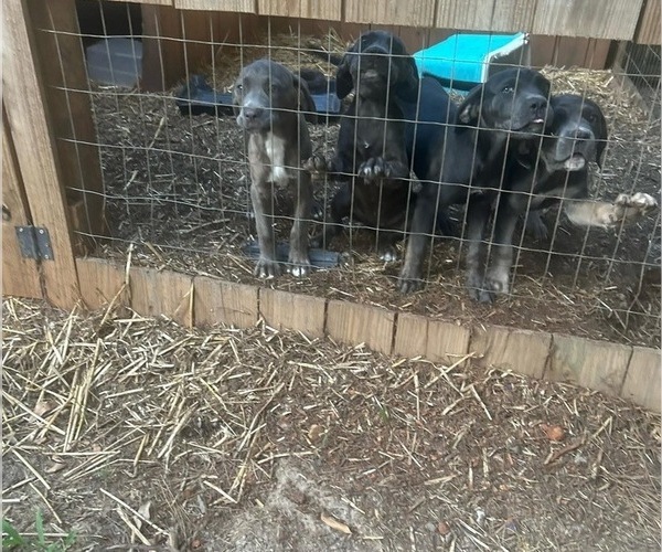 Medium Photo #1 Cane Corso Puppy For Sale in JACKSON, MS, USA