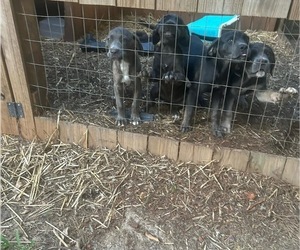 Cane Corso Puppy for sale in JACKSON, MS, USA