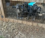 Small Cane Corso