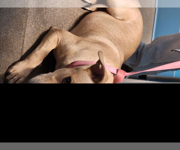 Medium Photo #1 American Pit Bull Terrier Puppy For Sale in Houston, TX, USA