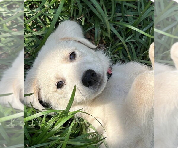 Medium Photo #2 Labrenees Puppy For Sale in Rockaway, NJ, USA