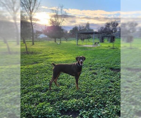 Medium Photo #3 Doberman Pinscher Puppy For Sale in Parlier, CA, USA