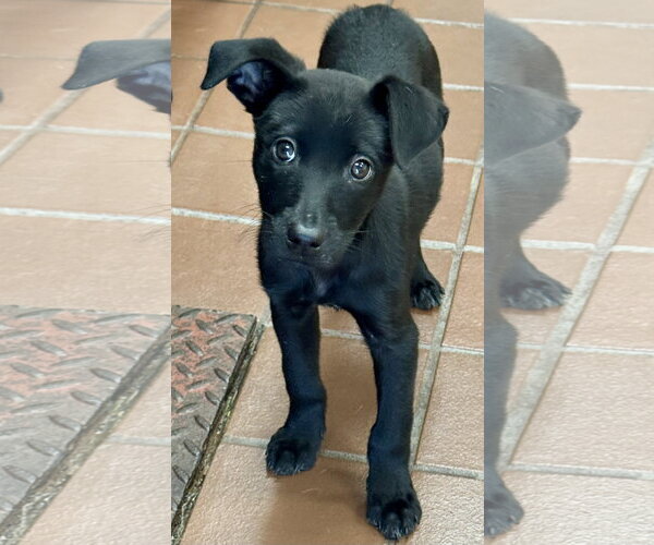 Medium Photo #1 Chihuahua-Unknown Mix Puppy For Sale in Jefferson, NJ, USA