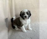 Small #4 Lhasa Apso