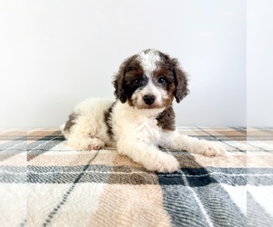 Bernedoodle (Miniature) Puppy for sale in GREENFIELD, IN, USA