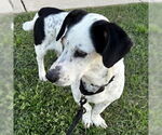 Small #2 Basset Hound Mix
