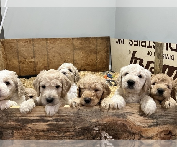 Medium Photo #8 Goldendoodle-Poodle (Standard) Mix Puppy For Sale in ASHVILLE, AL, USA