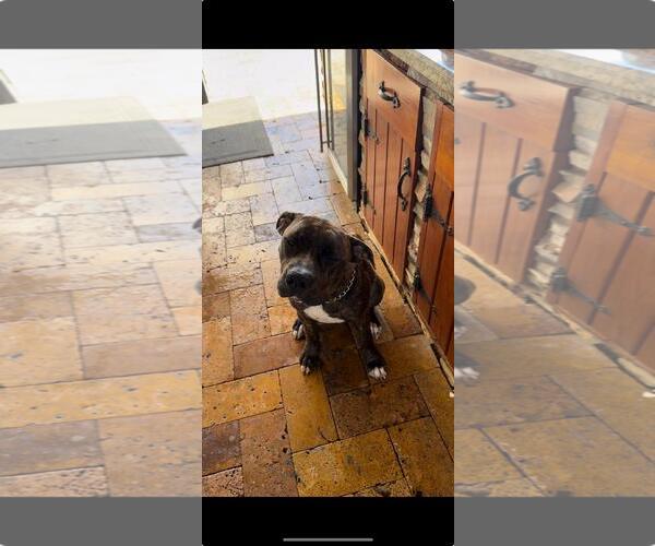Medium Photo #2 Boxer-Unknown Mix Puppy For Sale in miami, FL, USA