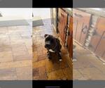 Small #1 Boxer Mix