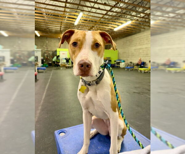 Medium Photo #16 Mutt Puppy For Sale in Sandy, UT, USA