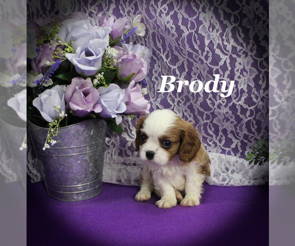 Medium Photo #13 Cavalier King Charles Spaniel Puppy For Sale in CHANUTE, KS, USA