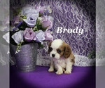 Small #12 Cavalier King Charles Spaniel