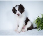 Small Photo #1 Border Collie Puppy For Sale in CONWAY, MO, USA