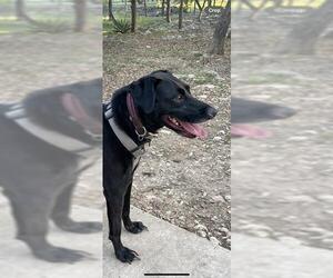 Labrador Retriever Dogs for adoption in San Antonio, TX, USA