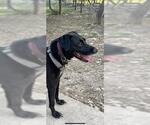 Small Labrador Retriever