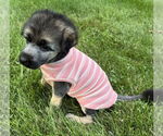 Small Mutt