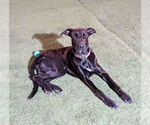 Small #5 Mutt