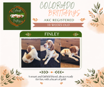 Small Photo #4 Brittany Puppy For Sale in MONTROSE, CO, USA