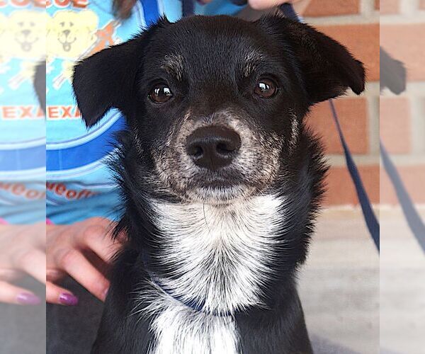 Medium Photo #4 Chihuahua-Unknown Mix Puppy For Sale in Carrollton, TX, USA