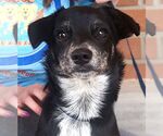 Small #3 Chihuahua Mix