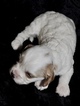 Small Photo #9 Cavapoo Puppy For Sale in PHOENIX, AZ, USA