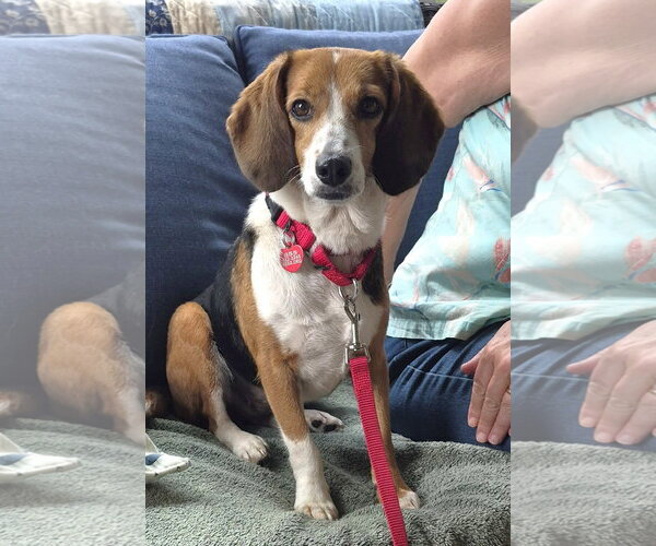 Medium Photo #10 Beagle Puppy For Sale in Dunnellon, FL, USA