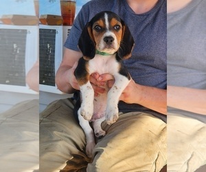 Beagle Puppy for sale in HOWARD, OH, USA