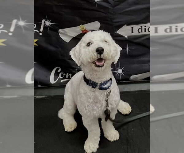 Medium Photo #1 Poochon Puppy For Sale in Sanford, FL, USA