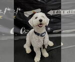 Small Poochon