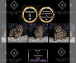 Small Photo #95 Yorkipoo Puppy For Sale in WARSAW, IN, USA