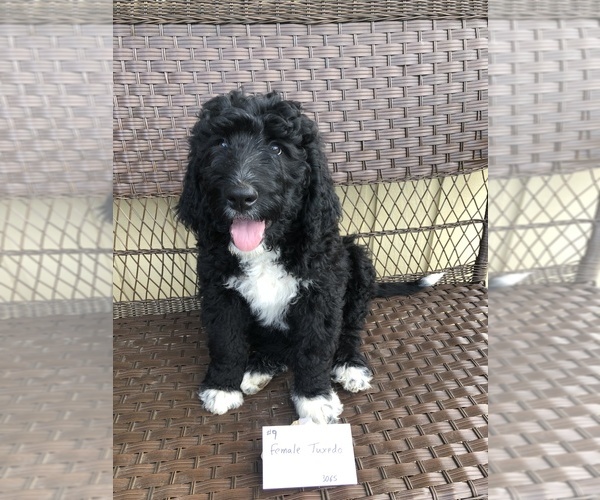 Medium Photo #1 Bernedoodle Puppy For Sale in MORTON, WA, USA