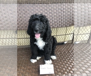 Bernedoodle Puppy for sale in MORTON, WA, USA