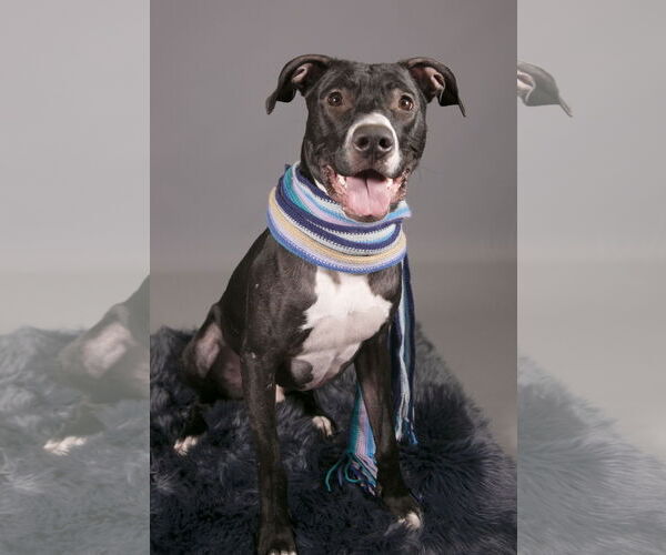 Medium Photo #8 Labrador Retriever-Unknown Mix Puppy For Sale in Princeton, MN, USA