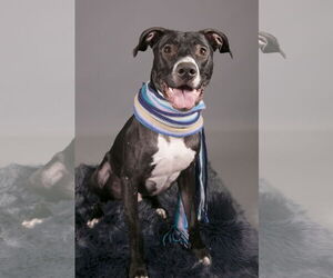 Prince - Male Labrador Retriever-Unknown Mix Dog for Adoption - Photo #8
