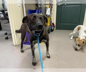 Mutt Dogs for adoption in Pasadena, CA, USA