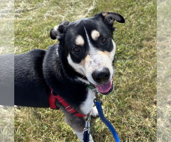 Medium Photo #13 Mutt Puppy For Sale in Fargo, ND, USA