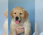 Small Photo #6 Golden Retriever Puppy For Sale in MECHANICSVILLE, MD, USA