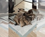 Small #6 French Bulldog-French Bullhuahua Mix