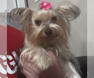 Mother of the Yorkshire Terrier puppies born on 06/04/2025