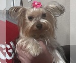 Small Photo #1 Yorkshire Terrier Puppy For Sale in MARTIN, GA, USA