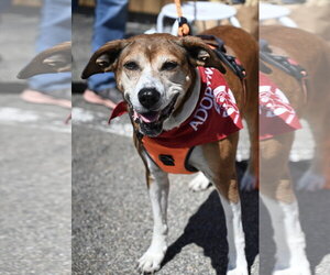 Bogle Dogs for adoption in Wakefield, RI, USA
