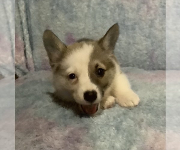 Medium Photo #2 Pembroke Welsh Corgi Puppy For Sale in MERCED, CA, USA