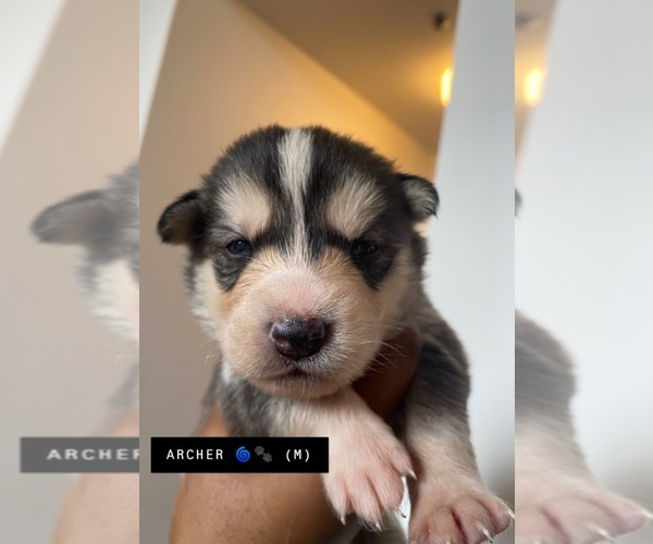 Medium Photo #11 Goberian Puppy For Sale in BOGHT CORNERS, NY, USA