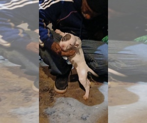 Dogo Argentino Puppy for sale in ECORSE, MI, USA