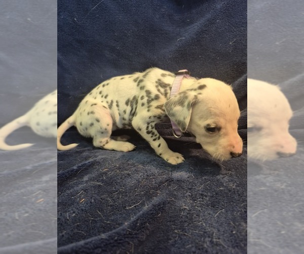 Medium Photo #20 Dalmatian Puppy For Sale in LEIPSIC, OH, USA