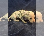 Puppy 10 Dalmatian