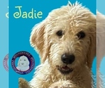 Puppy Jadie Poodle (Standard)-Spinone Italiano Mix