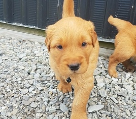 Golden Retriever Puppy for sale in WAYNESFIELD, OH, USA